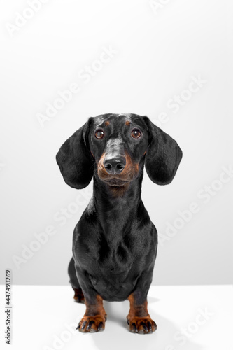 Sausage dog or weiner dog sitting straight and watching straight. Wet nose and short legs. Training and obedience dog concept. White background studio shot photo image.