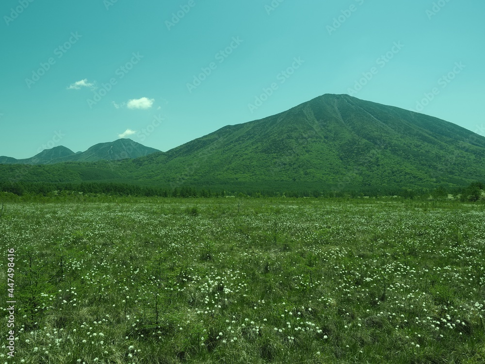 Fototapeta premium Walk through Senjogahara in early summer