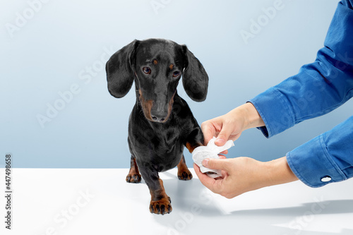 Sausage dog or weiner dog stand and watch the doctor helping. Hurt or cut the leg. Let the medical officer wrap white tape in the veterinary clinic. Blue background studio shot photo image. photo