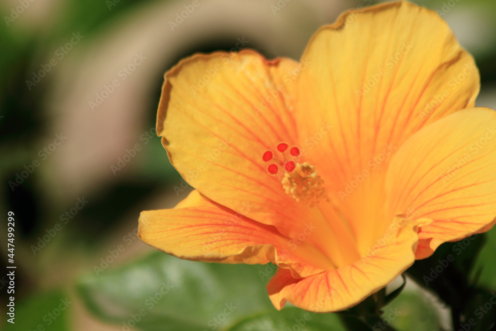 orange flower in the garden orange flower in the garden