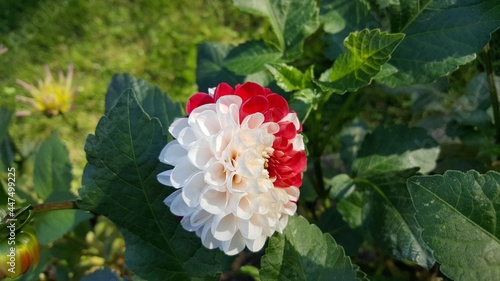 variegated flowers in the summer garden