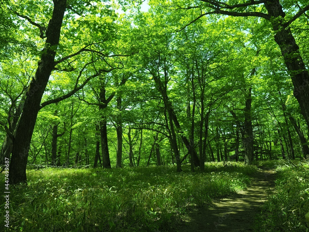 Naklejka premium Walk through Senjogahara in early summer