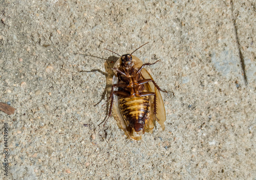 Cockroach dying on the concrete floor, paws up giving birth to larvae