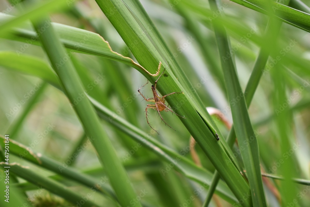 Natural insects on green grass Natural insects on green grass
