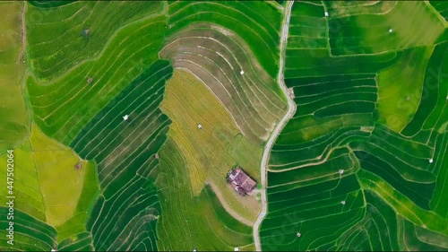 aerial panorama of agrarian rice fields landscape in the village of Semarang, Central Java, like a terraced rice fields ubud Bali Indonesia photo