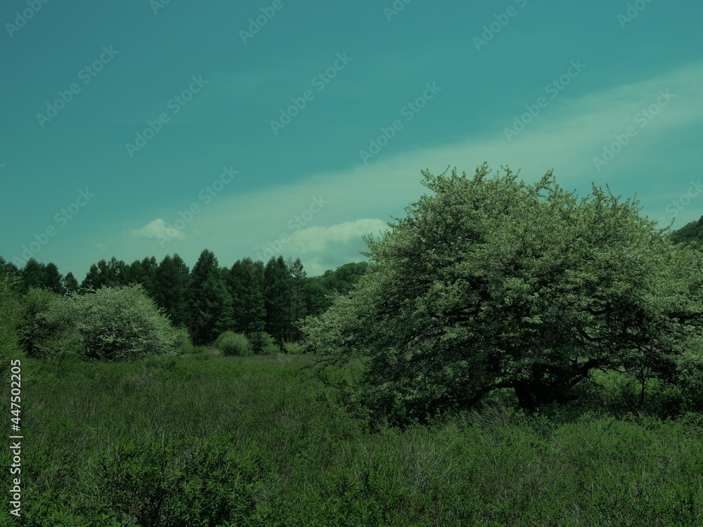 Obraz premium Walk through Senjogahara in early summer
