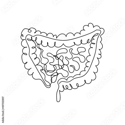 Human intestines one line art. Continuous line drawing of human, internal, organs, intestines, small intestine, large intestine, gastrointestinal tract, viscera.