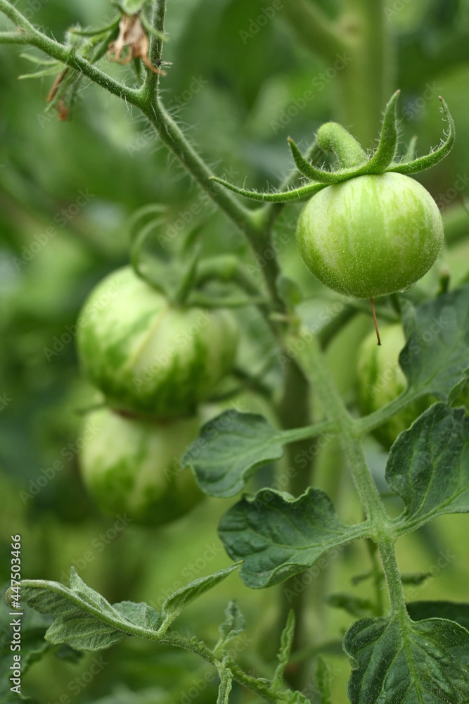 Tomato bush of genetically modified cultivation