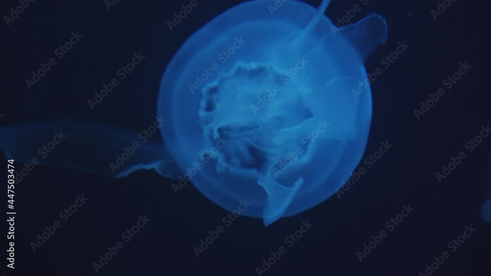 Overhead closeup view of slow motion relaxing and glowing blue jellyfish floating and swimming in upward direction in underwater in dark background in aquarium Overhead closeup view of slow motion relaxing and glowing blue jellyfish floating and swimming in upward direction in underwater in dark background in aquarium
