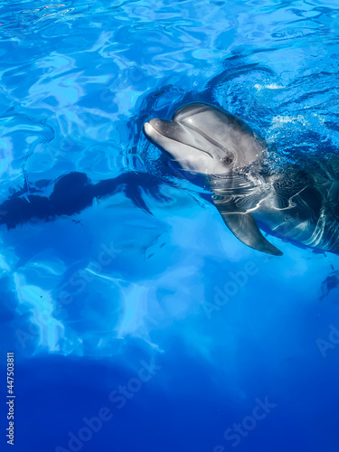 beautiful sea dolphin bottlenose dolphin in blue water