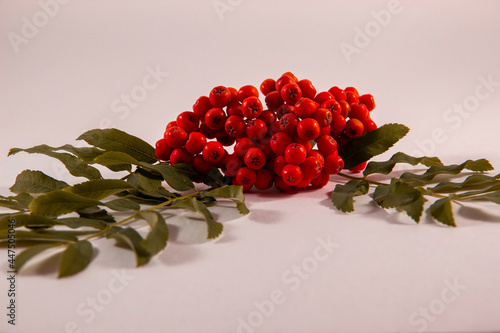 orange and red rowan branch with green leaves on a white background, yellow berries, isolate, close-up, background for text, template photo