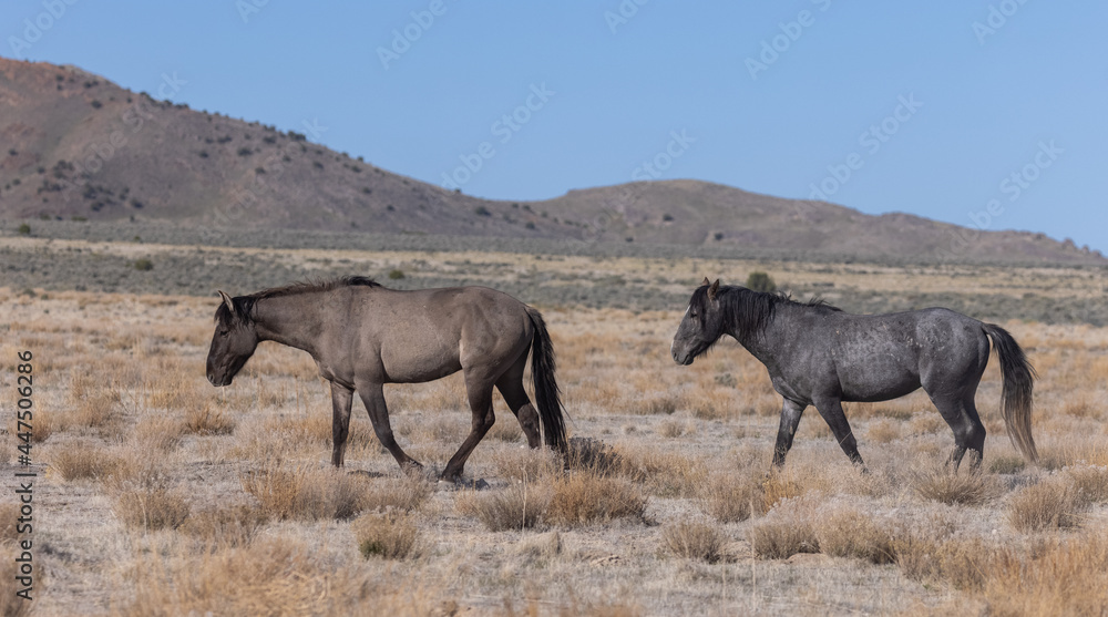 Beautiful Wild Horses in the Utah Desert Beautiful Wild Horses in the Utah Desert