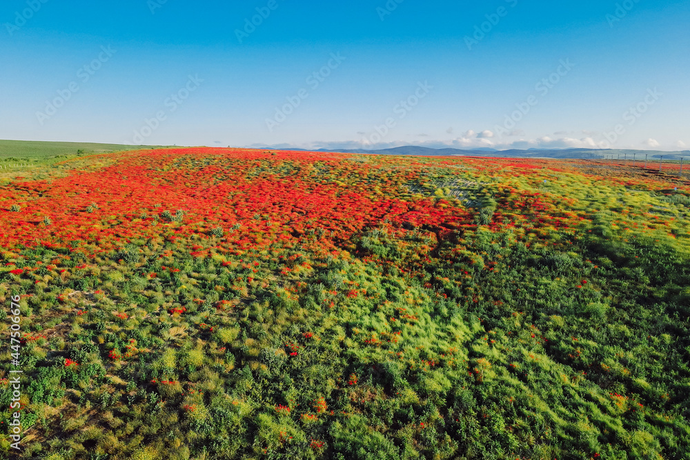 Blooming poppy field from Aerial view. Wild red flowers