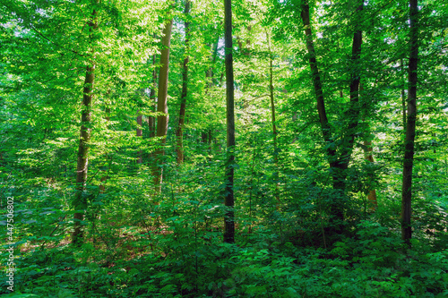 Sunlight in the green forest, spring time