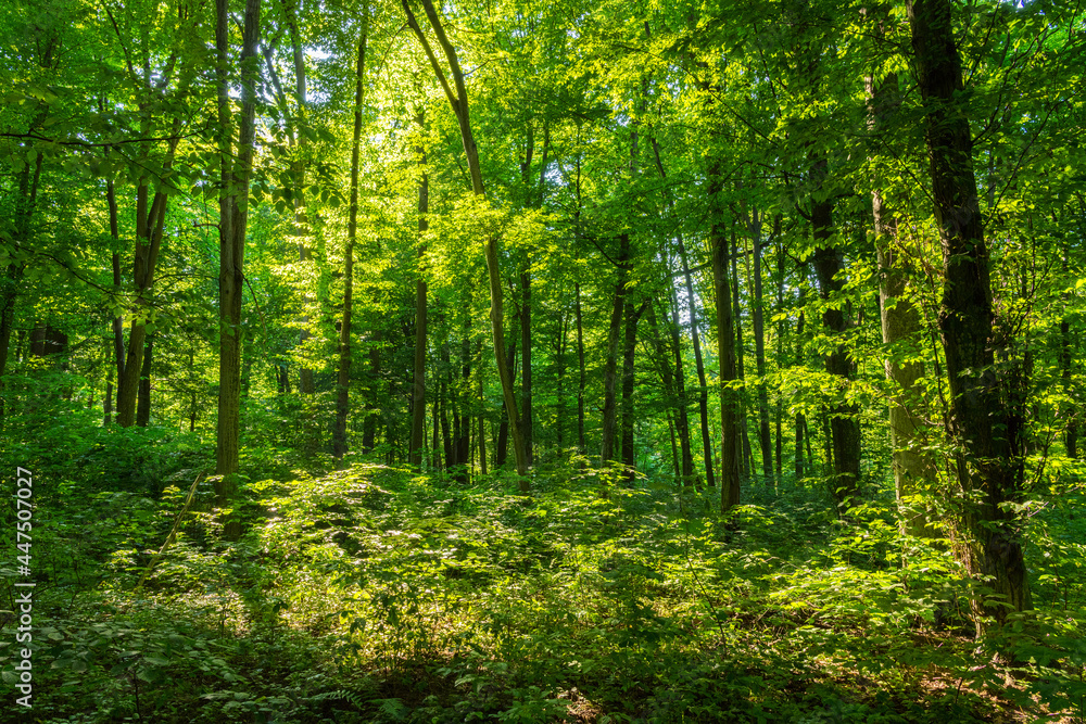 Sunlight in the green forest, spring time Sunlight in the green forest, spring time