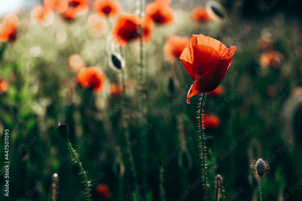 Obraz premium Red poppies in a field against a sunset background. Beautiful flower picture for content.
