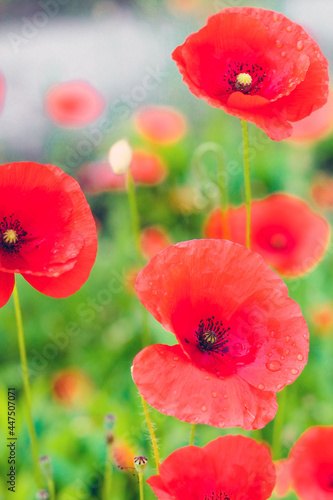 Red poppies in a green field. Beautiful flower picture for content.