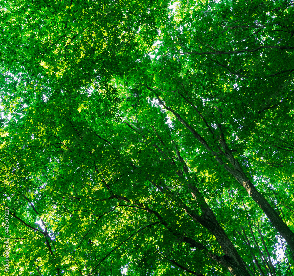 green forest background in a sunny day green forest background in a sunny day