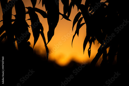 Tree and silhouette in sunset