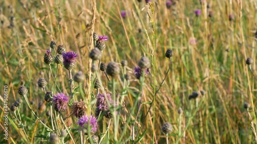 Close up of milk thistle (carduus tenuiflorus) plant in summer meadow. photo