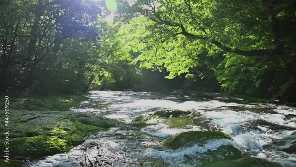 菊池渓谷:湧水の流れる森(涼しい風景)と夏の日差し Kikuchi Gorge: Forest with flowing springs ...