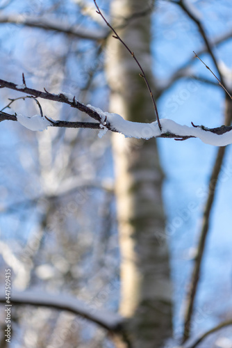 snow on the branches