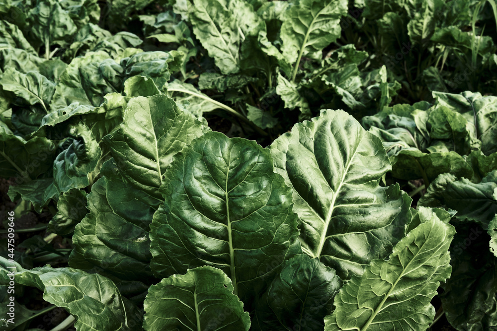 Naklejka premium Beet plants green leaves