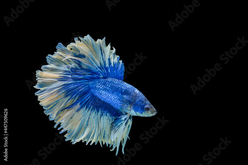 macro moving moment of blue siamese fighting fish on black background with clipping path.