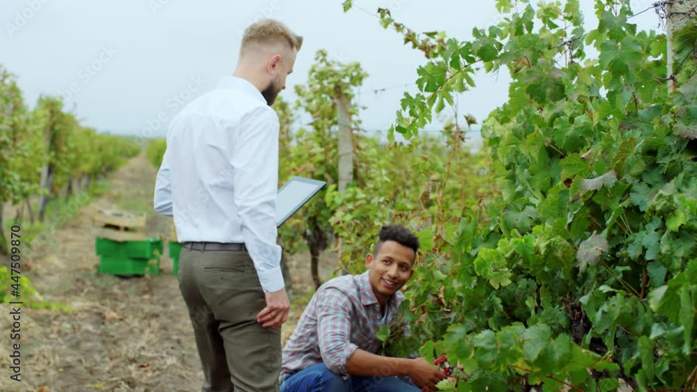 Multiethnic countryside workers in the vineyard collecting the grapes harvest while the businessman with a digital tablet analyzing the process of work Multiethnic countryside workers in the vineyard collecting the grapes harvest while the businessman with a digital tablet analyzing the process of work