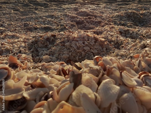 Seashells on Sanibel