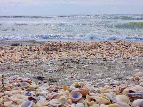 Seashells on Sanibel