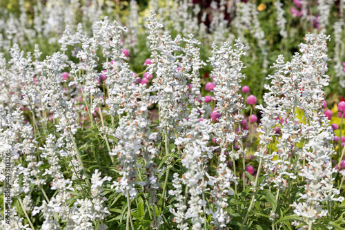 Mehliger Salbei  Salvia Farinacea  Evolution White