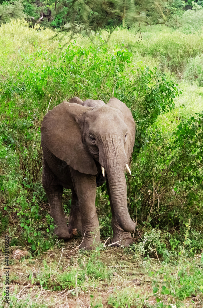 Baby elephant in the forest. Zanzibar. Tanzania. Africa. 