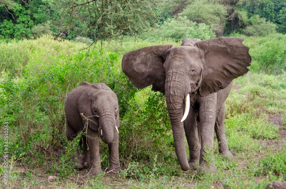 Baby elephant and elephant looking for food. Zanzibar. Tanzania. Africa. 
