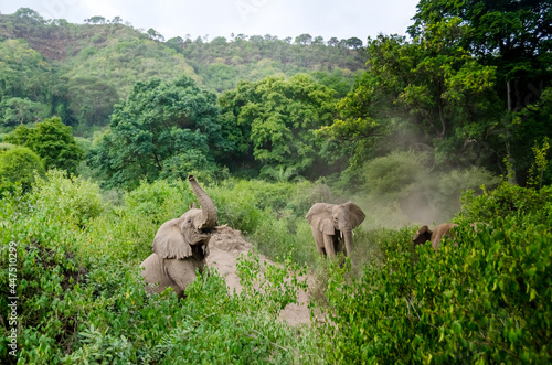 Elephants swim in the sand. Tanzania.