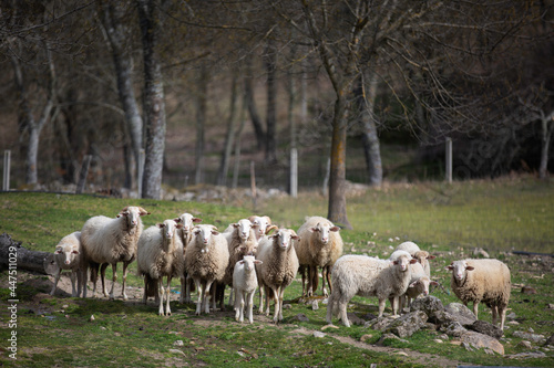 Flock of sheep looking at the camera