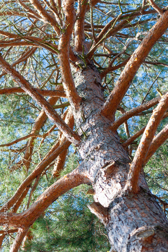 old tree in the forest