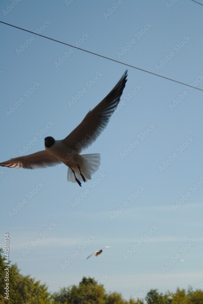 Fototapeta premium kite in flight