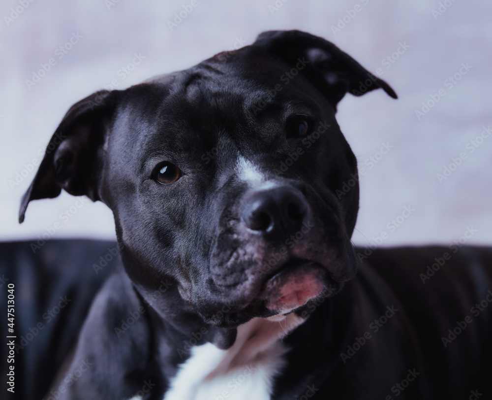 American pit bull terrier on bright background. Close up. 