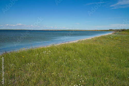 Green steppe. The shore of the Tiligul estuary.