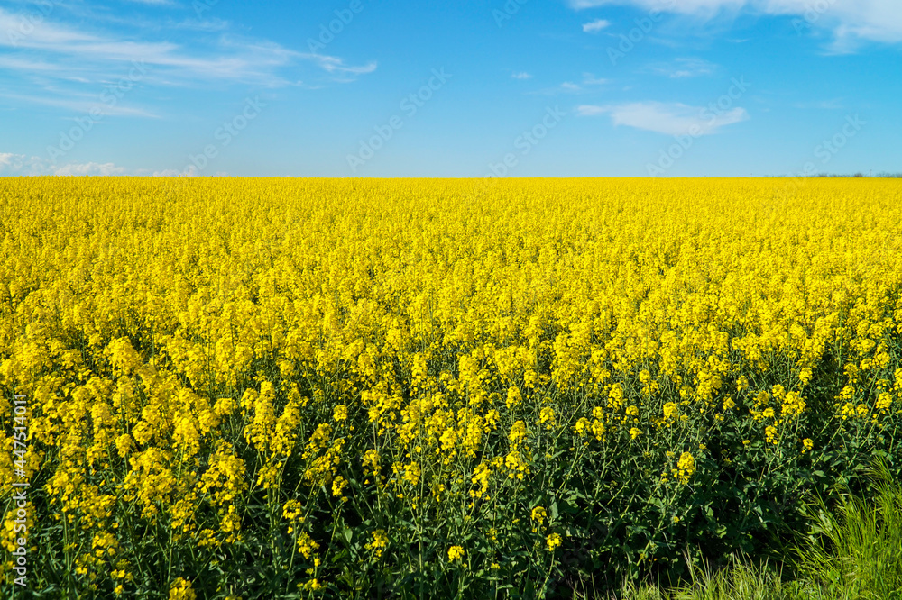 Yellow field of blooming rapeseed.