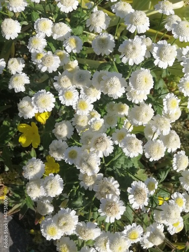 beautiful white flowering Pyrethrum or Tanacetum with round inflorescences similar to chamomile. Floral Wallpaper photo