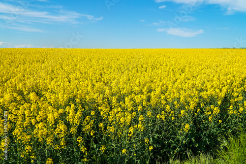 Yellow field of blooming rapeseed. © ReitNN