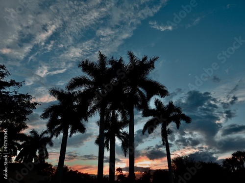 Palm trees in Florida
