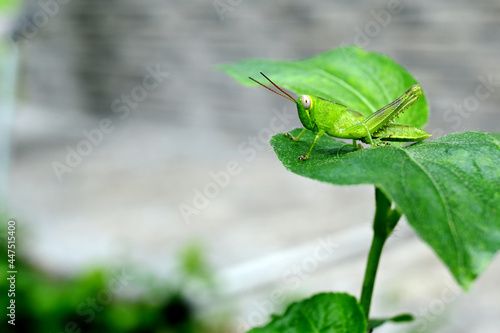 Green grasshopper - Oxya serville. is one of the most common insect species found in Indonesia photo