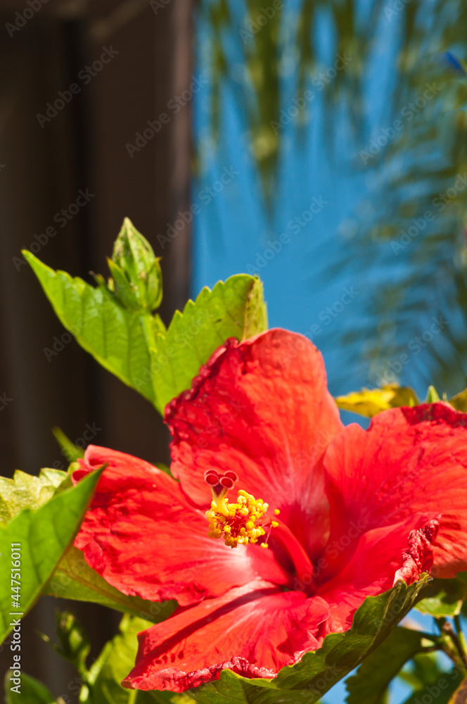 top, front view, close distance of a red hibiscus in full bloom with the central apparatus prepared to give up pollen
