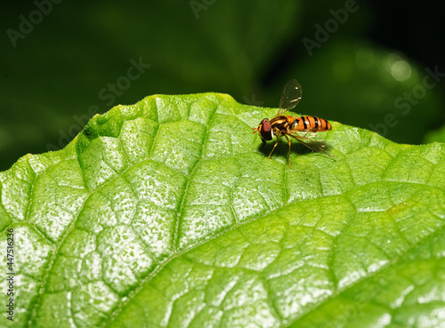 Fruit fly at night, the enemy of sweet fruit.