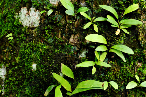 Mosses - Bryophyta. usually grows in moist places such as on the forest floor, on tree trunks, well walls, cliffs, moist bark, or brick surfaces