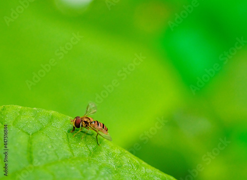 Fruit fly at night, the enemy of sweet fruit. © ณัฐวุฒิ เงินสันเทียะ