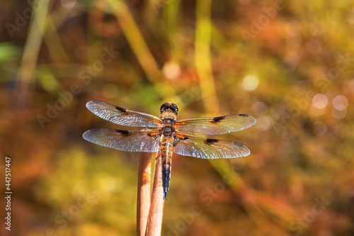 Wallpaper Mural Dragonfly - Odonata with outstretched wings on a blade of grass. In the background is a beautiful bokeh created by an  lens. Torontodigital.ca